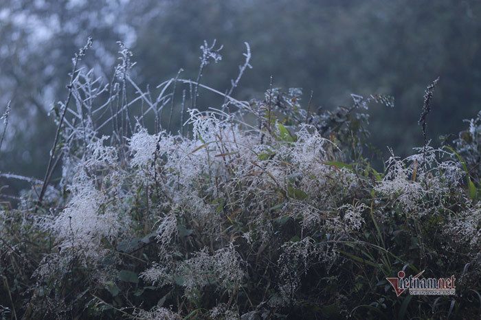 Cỏ cây lung linh như thủy tinh trong băng giá