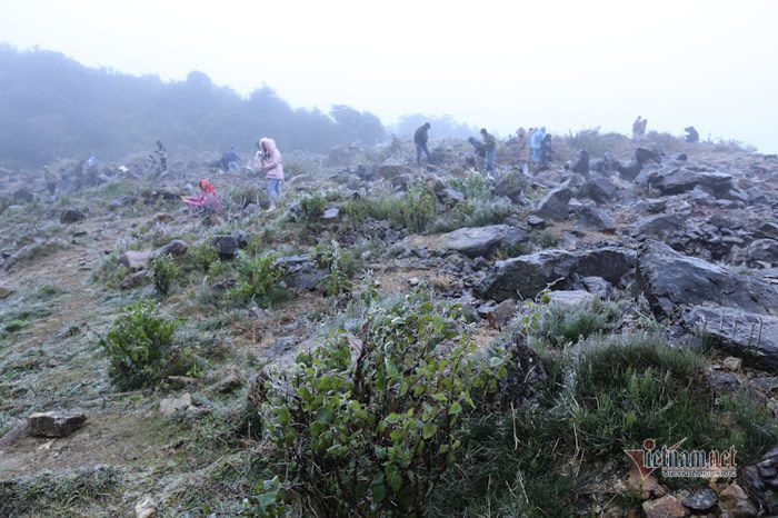 Cỏ cây lung linh như thủy tinh trong băng giá