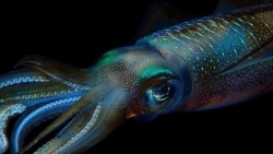 Anh: Tìm sự thật về sinh vật kỳ lạ to như người bơi dưới cầu sông Thames