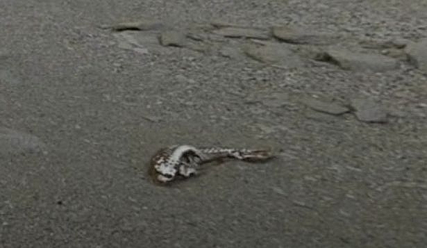 Băng tan chảy ở Nam Cực hé lộ sinh vật bí ẩn?