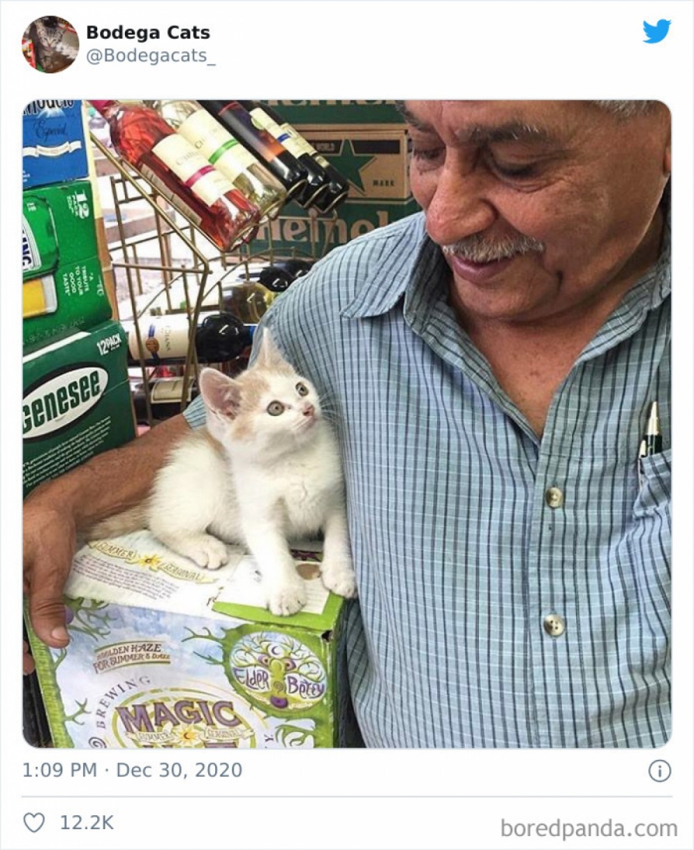 Hình ảnh những chú mèo coi siêu thị như ở nhà