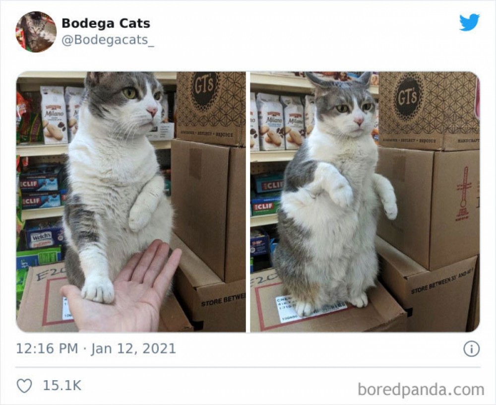 Hình ảnh những chú mèo coi siêu thị như ở nhà