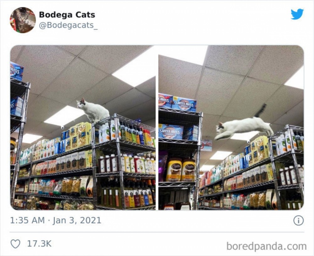 Hình ảnh những chú mèo coi siêu thị như ở nhà