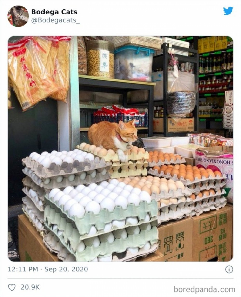 Chú mèo này nằm mãi mà không vỡ quả trứng nào.