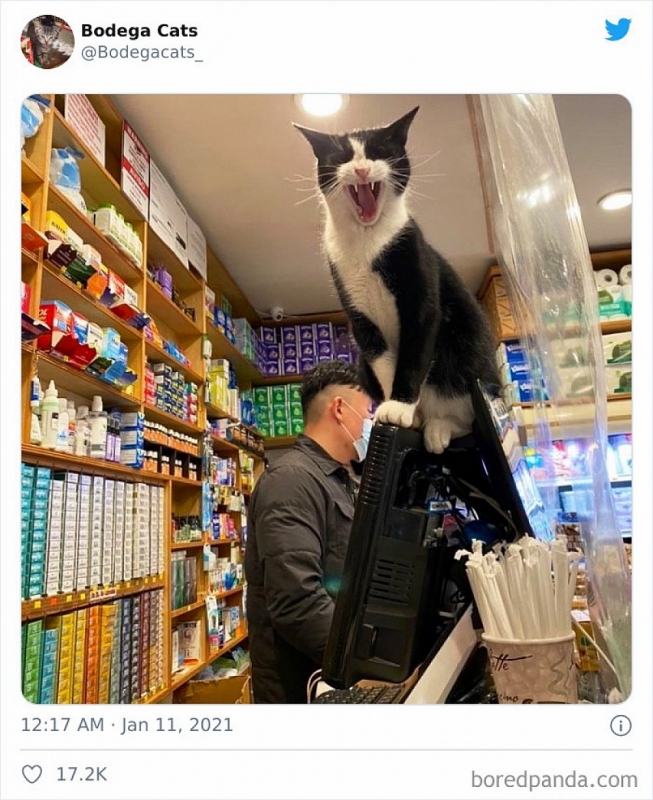 Hình ảnh những chú mèo coi siêu thị như ở nhà