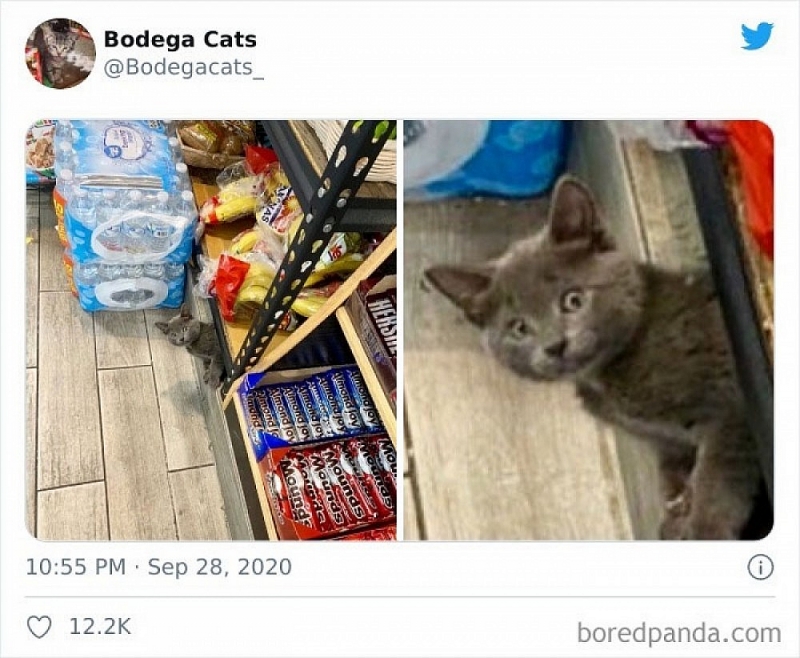 Hình ảnh những chú mèo coi siêu thị như ở nhà