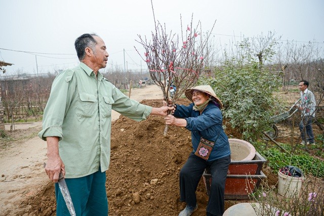 Thủ phủ hoa đào lớn nhất miền Bắc hối hả vào vụ Tết