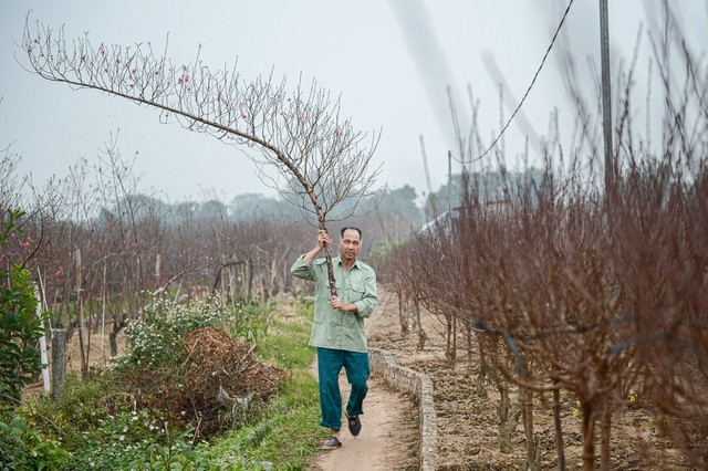 Thủ phủ hoa đào lớn nhất miền Bắc hối hả vào vụ Tết