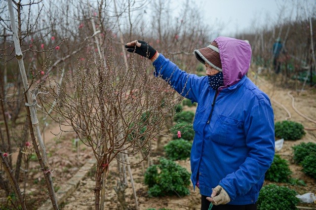 Thủ phủ hoa đào lớn nhất miền Bắc hối hả vào vụ Tết