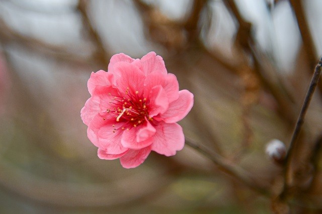 Thủ phủ hoa đào lớn nhất miền Bắc hối hả vào vụ Tết