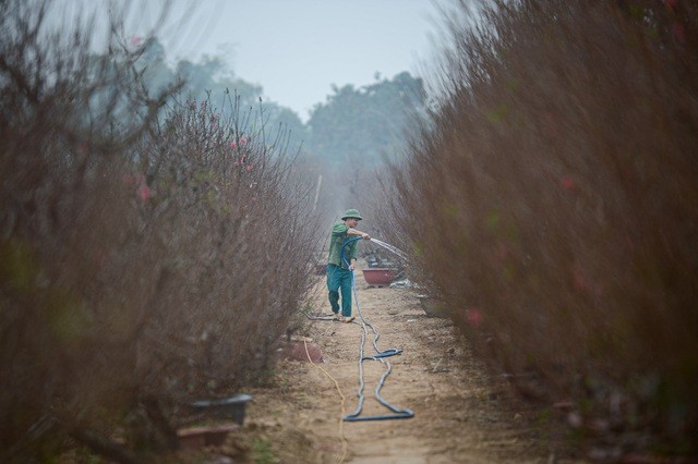 Thủ phủ hoa đào lớn nhất miền Bắc hối hả vào vụ Tết