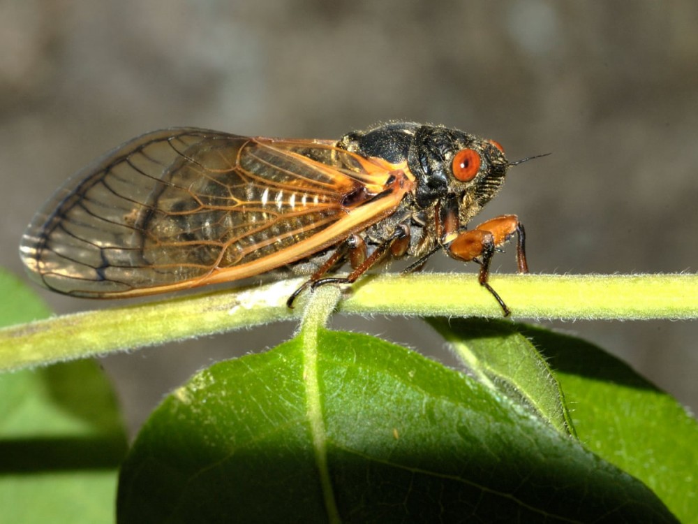 Hàng tỷ con ve sầu sắp trỗi dậy sau 17 năm ngủ Đông trong lòng đất Hàng tỷ con ve sầu sắp trỗi dậy sau 17 năm ngủ Đông trong lòng đất