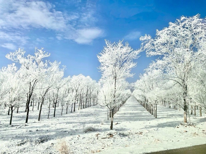Trung Quốc: Khung cảnh Tân Cương trắng xóa một màu do tuyết rơi dày
