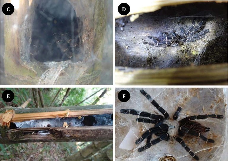 Thái Lan phát hiện loài nhện mới làm tổ trong thân tre vỡ