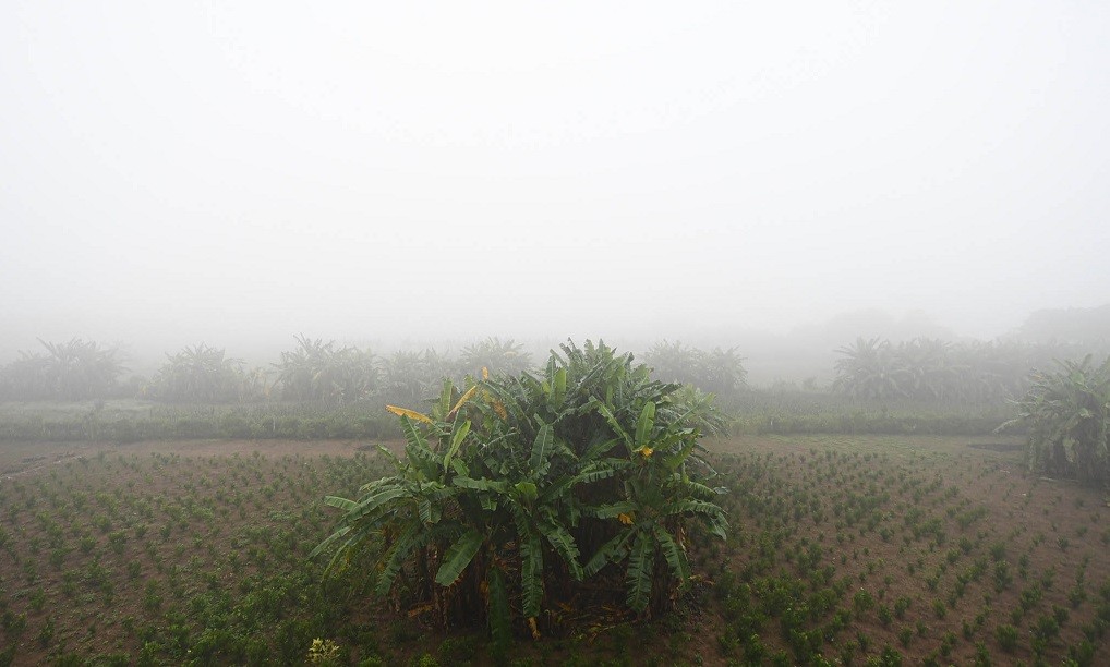 Dự báo thời tiết đêm nay và ngày mai (24-25/1): Hà Nội, Bắc Bộ rét về đêm và sáng sớm, mưa nhỏ mưa phùn, sương mù, Tây Bắc trưa chiều hửng nắng