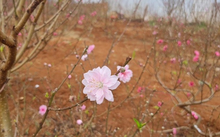 Dự báo thời tiết đêm nay và ngày mai (31/1-1/2): Dự báo thời tiết đêm nay và ngày mai (31/1-1/2):