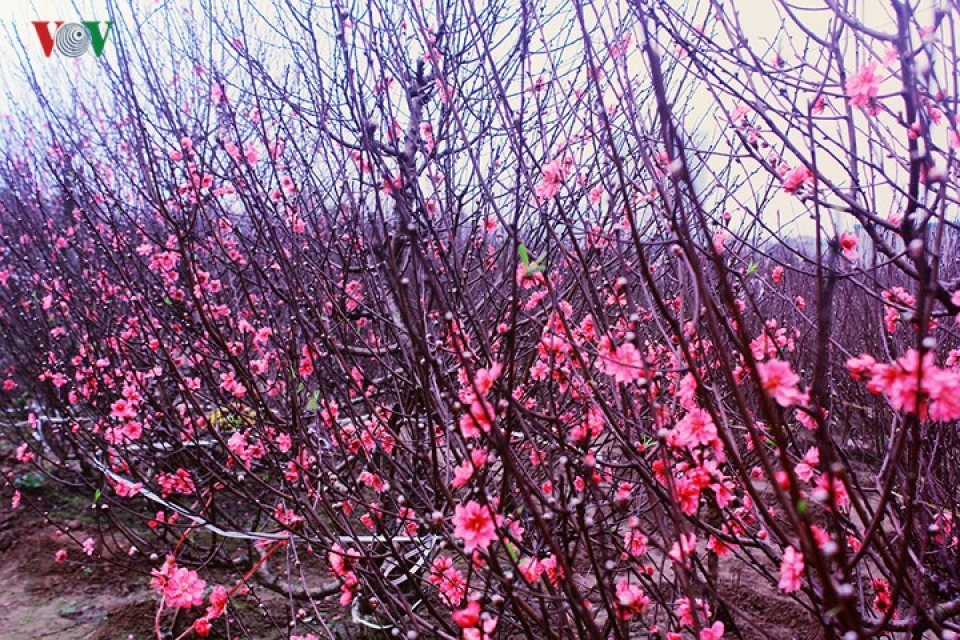 ngam ve dep diu dang cua dao phai nhat tan