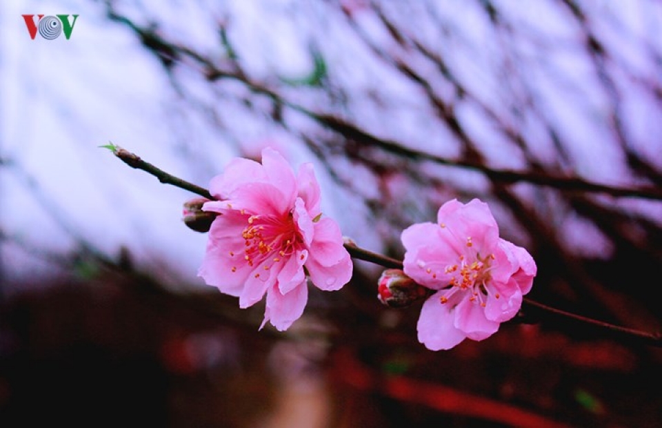 ngam ve dep diu dang cua dao phai nhat tan