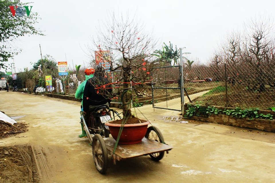 ngam ve dep diu dang cua dao phai nhat tan