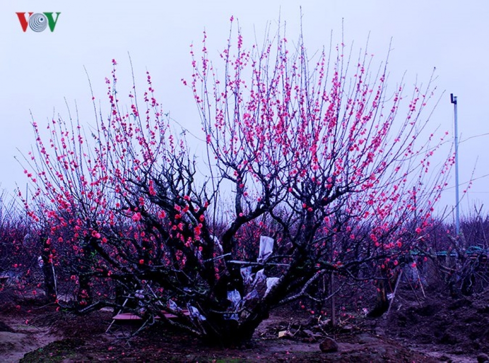 ngam ve dep diu dang cua dao phai nhat tan