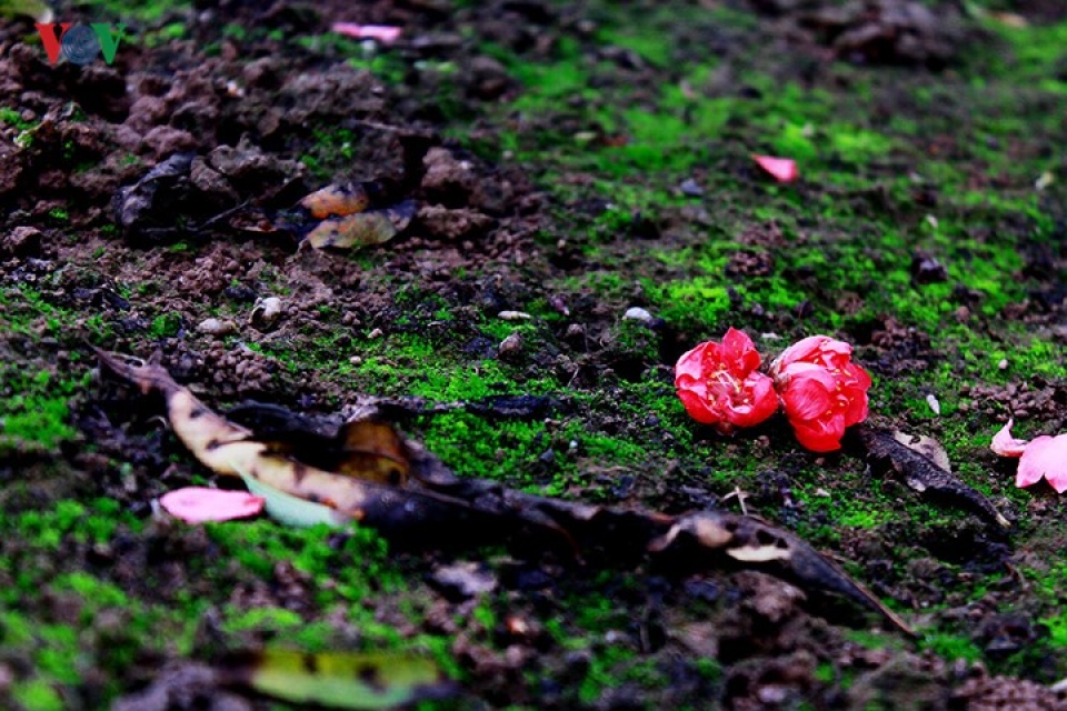 ngam ve dep diu dang cua dao phai nhat tan