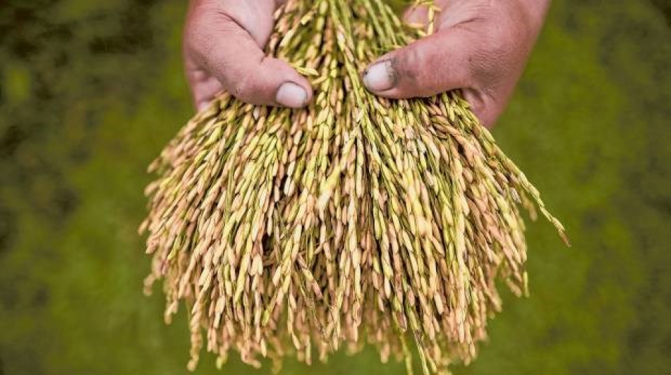 nang suat mua mang phu thuoc vao la cay