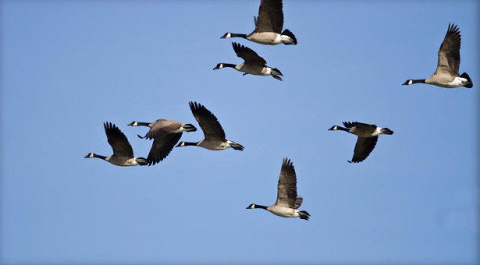 tho san trong thuong vi bi chien loi pham roi trung dau