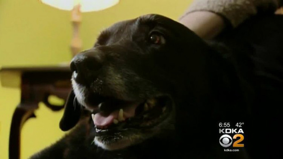 my chu cho 10 nam that lac bat ngo tim ve voi chu