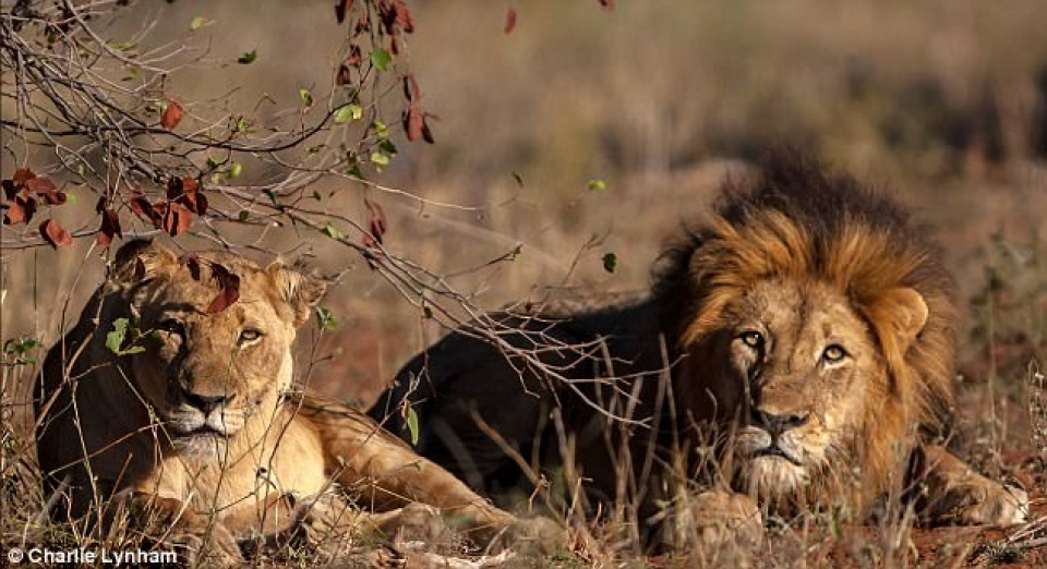 ke san trom bi dan su tu trong khu bao ton tan cong va an thit