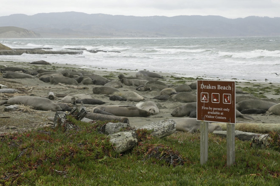 hai cau voi xam chiem bai bien california khi chinh phu my dong cua