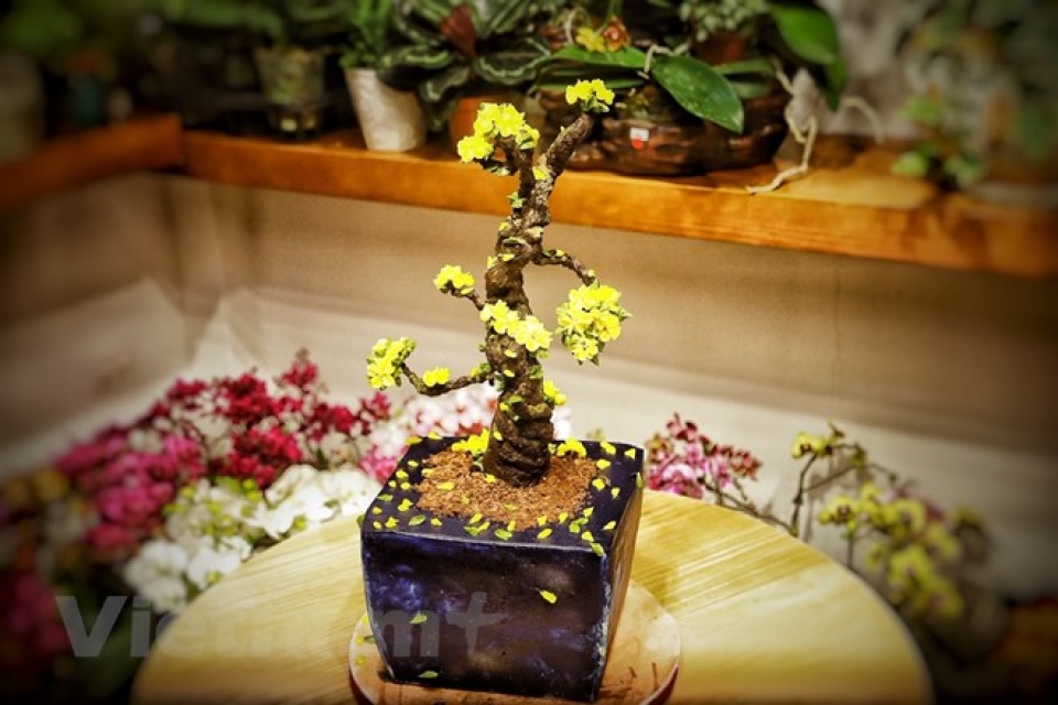 tet 2019 nhung chiec banh kem bo tao hinh cay dao mai hut khach