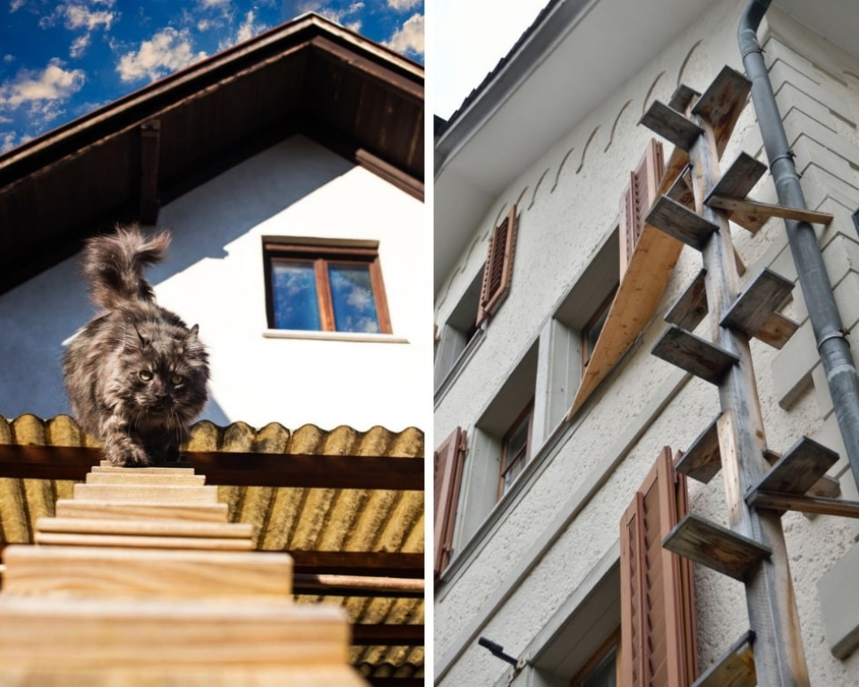 meo co thang rieng de di lai tai thu do thuy sy