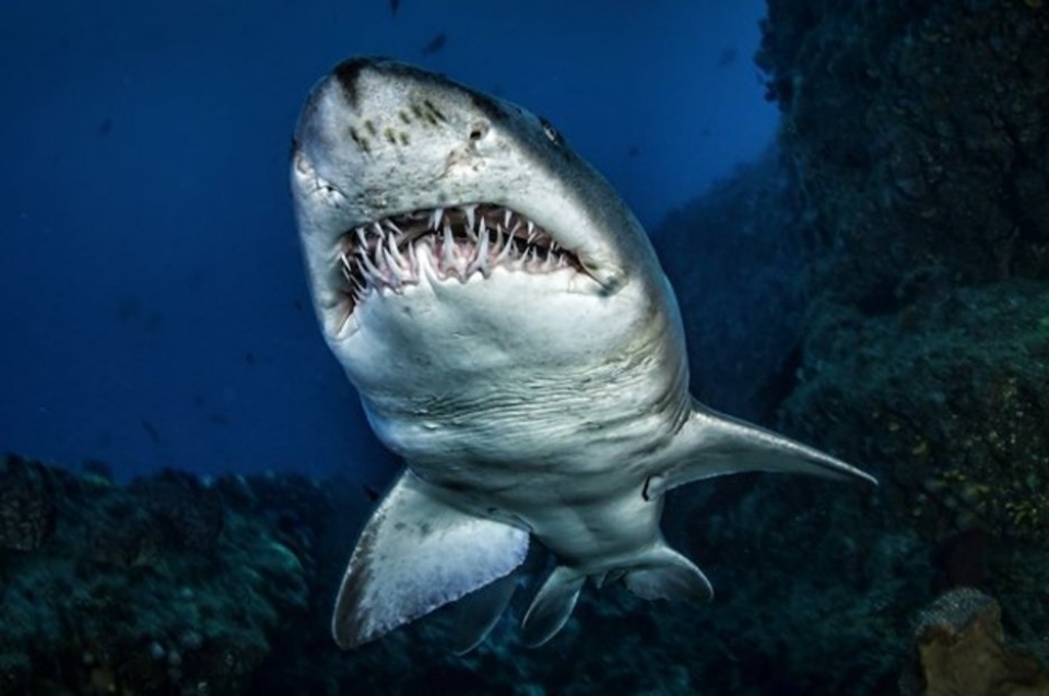 tiet lo gay soc ca map giup con nguoi song lau va chua ung thu