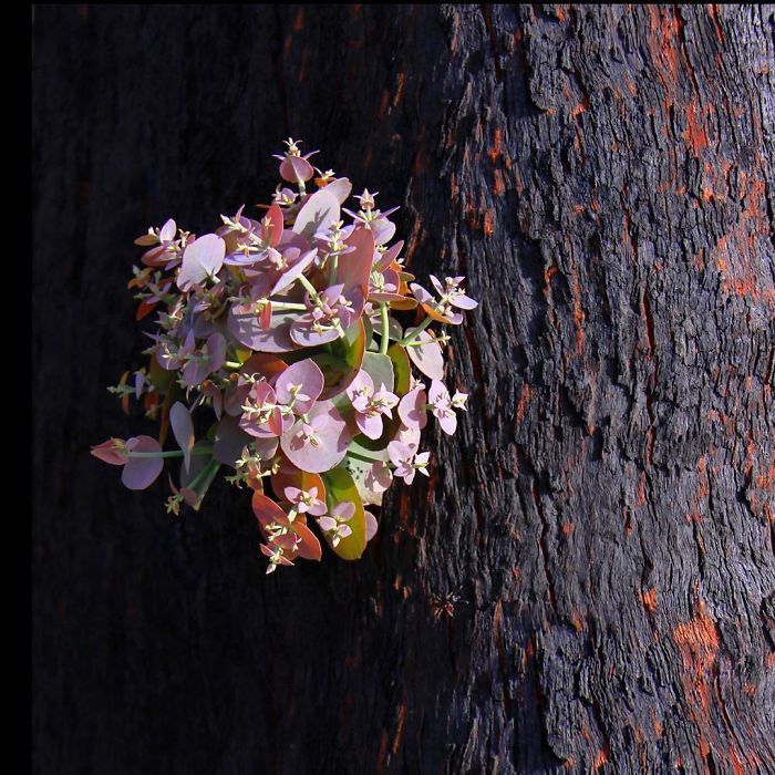 chum anh su hoi sinh ky dieu sau tham hoa chay rung tai australia