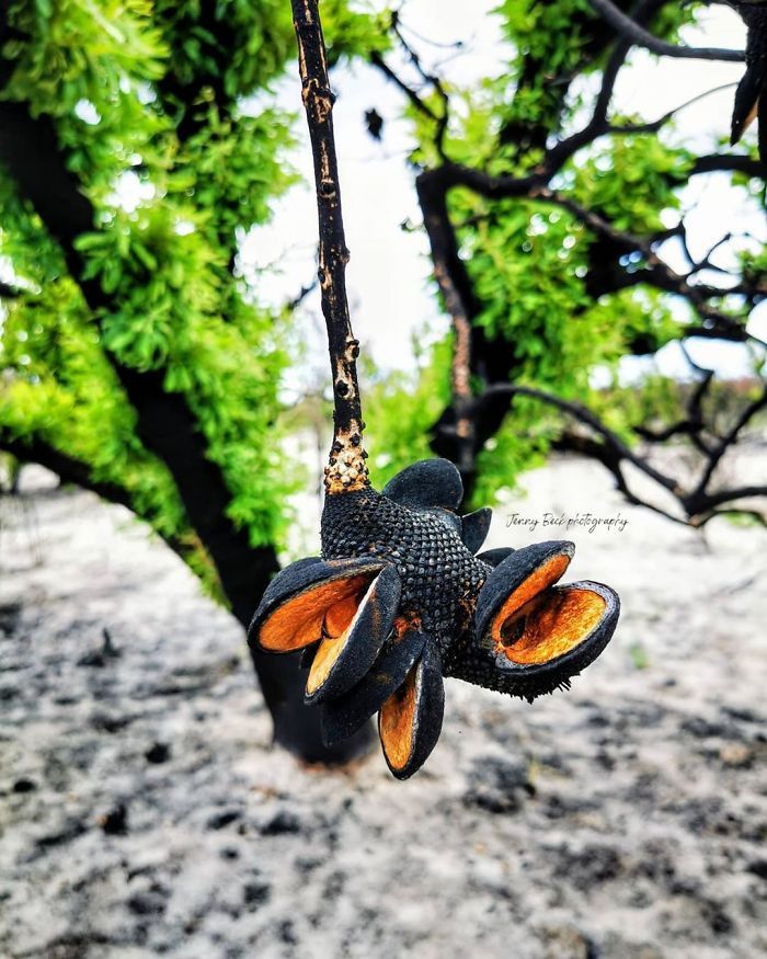 chum anh su hoi sinh ky dieu sau tham hoa chay rung tai australia