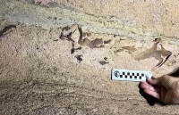 Bất ngờ phát hiện đầu cá mập 330 triệu năm trong hang động