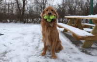 Chú chó có biệt tài ngậm một lúc 6 quả bóng tennis