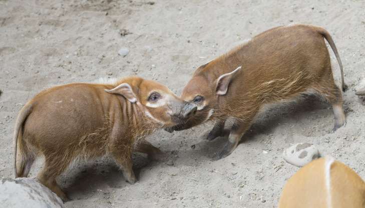 hinh anh dang yeu cua nhung dua tre trong so thu