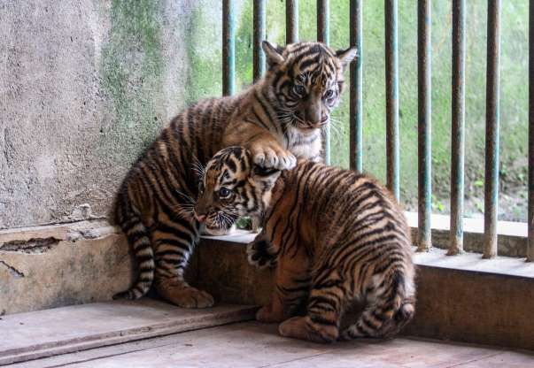 hinh anh dang yeu cua nhung dua tre trong so thu