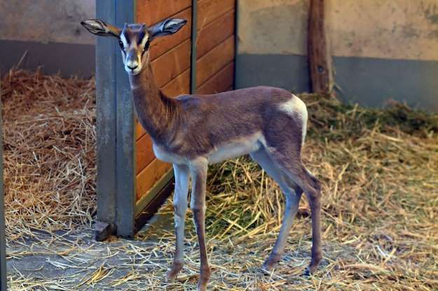 hinh anh dang yeu cua nhung dua tre trong so thu