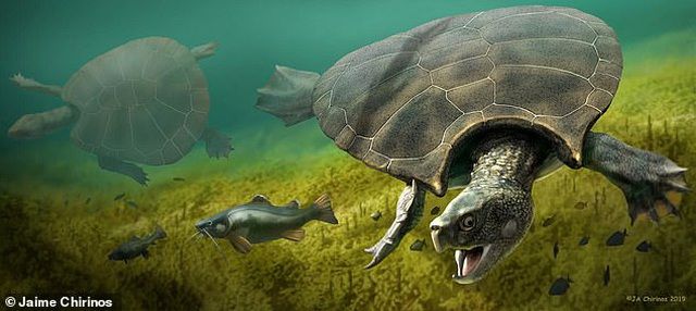 loai rua lon nhat moi thoi dai tung ton tai tu 10 trieu nam truoc