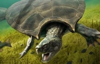 Loài rùa lớn nhất mọi thời đại từng tồn tại từ 10 triệu năm trước