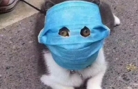 Hình ảnh chú mèo đeo khẩu trang phòng virus corona gây sốt