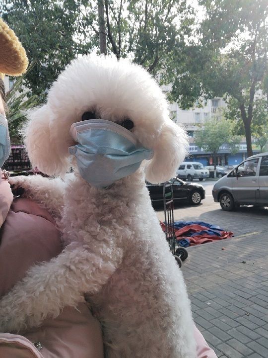 Hình ảnh chú mèo đeo khẩu trang phòng virus corona gây sốt hinh anh chu meo deo khau trang phong virus corona gay sot