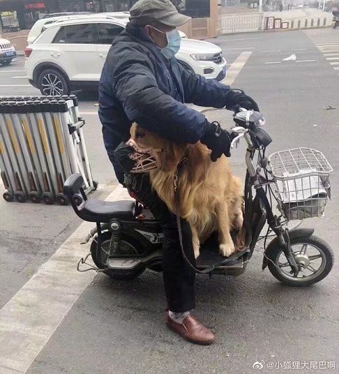 Hình ảnh chú mèo đeo khẩu trang phòng virus corona gây sốt hinh anh chu meo deo khau trang phong virus corona gay sot