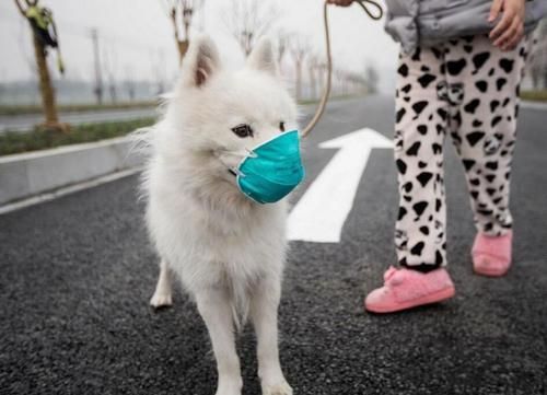 Hình ảnh chú mèo đeo khẩu trang phòng virus corona gây sốt hinh anh chu meo deo khau trang phong virus corona gay sot