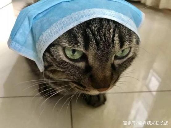 Hình ảnh chú mèo đeo khẩu trang phòng virus corona gây sốt hinh anh chu meo deo khau trang phong virus corona gay sot