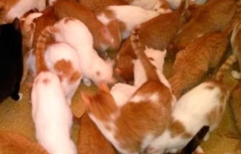 Sốc khi tìm thấy 130 con mèo chung sống với chủ nhân trong một căn hộ