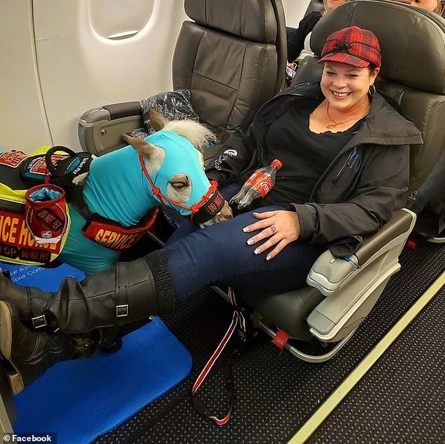 chu bach ma sang chanh duoc di may bay khoang hang nhat