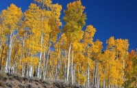 Lấp lánh cây cổ thụ 80.000 năm tuổi gồm hơn 40.000 gốc nối liền nhau